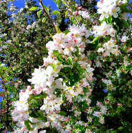 Thumbnail image for WW: April showers brought APPLE Flowers! {linky}